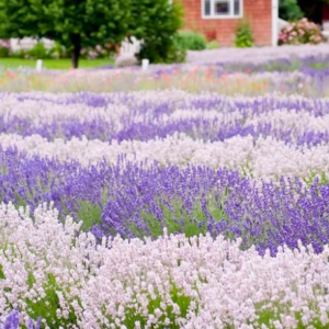 white-lavender-fragrance-oil
