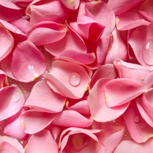 sun-blushed-rose-petals